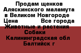 Продам щенков Аляскинского маламута в Великом Новгороде › Цена ­ 5 000 - Все города Животные и растения » Собаки   . Калининградская обл.,Балтийск г.